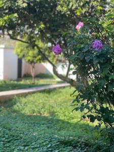 un arbusto con flores púrpuras en un patio en The Chill Casa en Kokkíni Khánion