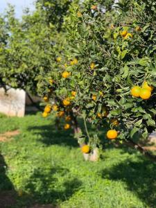 an orange tree with lots of oranges on it at The Chill Casa in Kokkíni Khánion