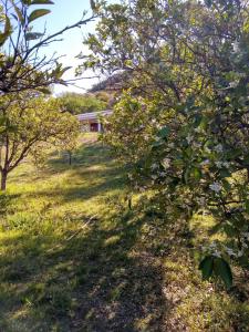 un campo con árboles y una casa al fondo en Casa Embalsina en Embalse