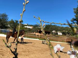 a man is riding a horse in a field at Location Tiny House Loule in Loulé