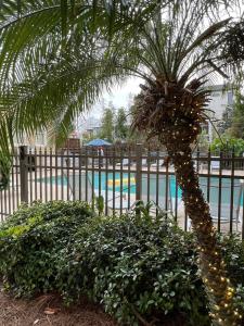 a palm tree in front of a fence with a pool at Sea Gate Inn in Saint Simons Island