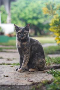 Pet ou pets ficando com hóspedes em Ciamat Camp