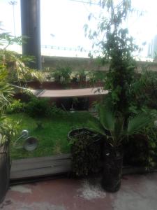 a garden with plants in a room with a window at Habitación Polanco (solo hombres) in Mexico City