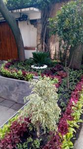 un jardín con flores y plantas de colores frente a un edificio en San Ángel Colonial, en Ciudad de México