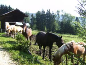 Tiere in diesem Bauernhof oder in der Nähe