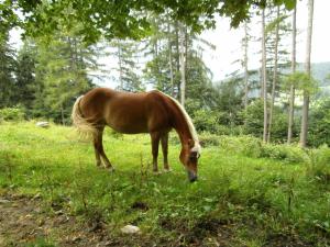 Tiere in diesem Bauernhof oder in der Nähe