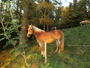 Tiere in diesem Bauernhof oder in der Nähe