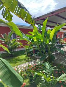 ogród przed budynkiem pełnym zielonych roślin w obiekcie Hotel Munch w mieście Managua