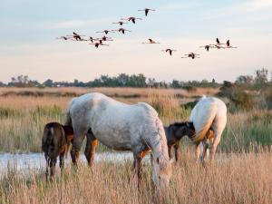 a group of horses grazing in a field with birds at Appartement Saintes-Maries-de-la-Mer, 2 pièces, 4 personnes - FR-1-475-84 in Saintes-Maries-de-la-Mer