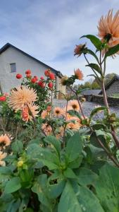 a bunch of flowers in front of a house at D'un coin à l'autre in Nadrin