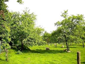 een groep schapen die grazen in een veld met bomen bij Nieuwhuis Nuth in Nuth