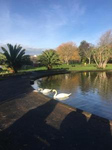 two swans swimming in a pond in a park at English Riviera Coves and Beaches in Dartmouth