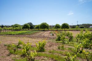 エス・プホルスにあるApartamentos Marcelino - Formentera Breakの木を背景にした作物畑