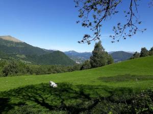 krowa leżąca na polu zielonej trawy w obiekcie Panoramic lake view home's Giulia w mieście Casasco Intelvi