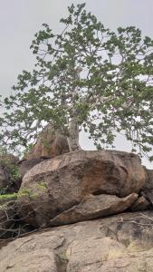 un árbol creciendo sobre una roca en Porcupine Camp Kamanjab, en Kamanjab
