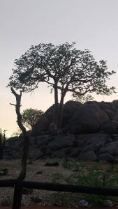 a tree sitting on top of a pile of rocks at Porcupine Camp Kamanjab in Kamanjab