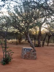 a stone bench sitting in front of a tree at Porcupine Camp Kamanjab in Kamanjab