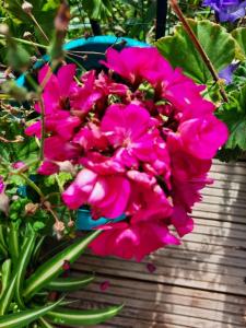 a bunch of pink flowers in a blue vase at Comfortable quiet room near Cambridge in Long Stanton