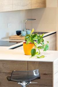 a plant sitting on a counter in a kitchen at La Quintana Berbes in Ribadesella