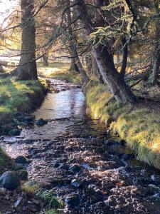 a stream in a wood with trees and grass at Forsinard Lodge in Forsinard