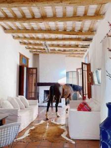 un cheval debout dans une pièce avec un salon dans l'établissement Andaluzia Casa Hotel, à Villa Tulumba