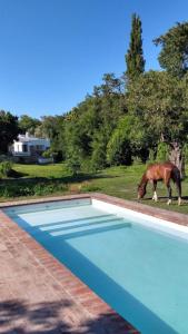 a horse eating grass next to a swimming pool at Andaluzia Casa Hotel in Villa Tulumba