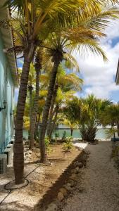 een rij palmbomen naast de oceaan bij Kas Lagoen Blou (Ocean Breeze 13) in Kralendijk