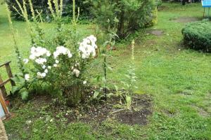 un arbusto de flores blancas en un patio en Apartmán Krkonoše - dvoulůžkový pokoj s koupelnou, en Vrchlabí