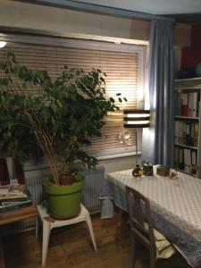 une table avec une plante en pot assise à côté d'une fenêtre dans l'établissement Private rooms in calm district close to center, à Strasbourg