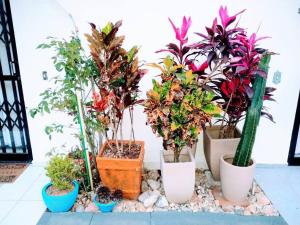 a group of potted plants sitting on a table at Triplex em Caiobá-Matinhos-Pr a 200 mt do mar in Matinhos