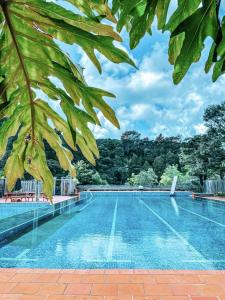 una piscina con árboles en el fondo en Kawai Purapura Yoga Retreat Centre, en Auckland