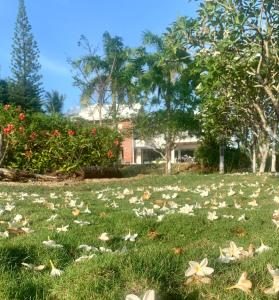 Casa de las Flores tropical外面的花园