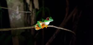 a green frog sitting on a tree branch at Wildlife Lodge Cahuita in Cahuita