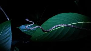 una serpiente en una hoja verde en la oscuridad en Wildlife Lodge Cahuita en Cahuita