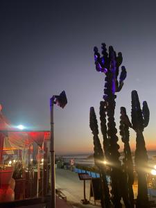 阿加迪尔Adan Beach Apartment的夜晚海滩上的仙人掌 更多12张照片