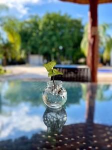 una pequeña planta en un jarrón de cristal sobre una mesa en Residencial Bali Casa Mariposa en Playa del Carmen