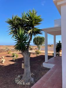 a palm tree in a yard next to a house at LA CALDERETA CASA RURAL in La Oliva