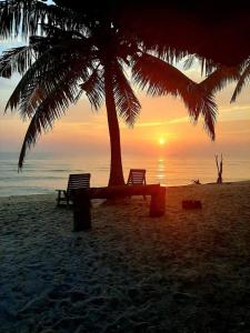 twee stoelen onder een palmboom op een strand bij Rembulan Escape - The Red Bowl in Kampung Penarik