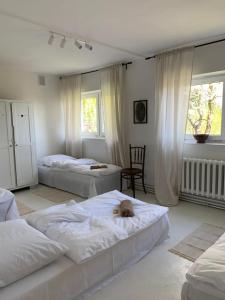 a room with two beds with a dog laying on them at Rusiborek Slow in Murzynowo Kościelne