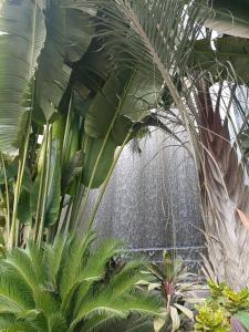 een bos planten in een tuin met een fontein bij Sheraton Ocean 202 - Private apartments in Caïro