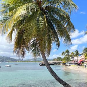 a palm tree on a beach with a boat in the water at Studio La «KAZ’ À COCO» Anse Caritan in Sainte-Anne