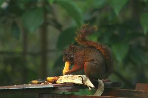 een eekhoorn die op een tafel staat en een stuk voedsel eet bij Eco Hostal casa la juana in Medellín