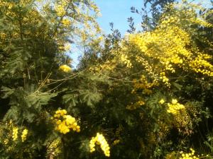 a bunch of yellow flowers on a tree at La Casa di Ulisse B&B in Quercianella