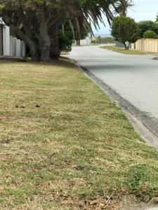 Un patio con césped y un árbol al costado de una calle. en 15 on 11th Summerstrand, en Summerstrand