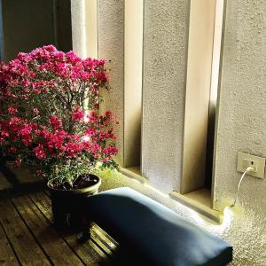 okno z doniczką różowych kwiatów obok rośliny w obiekcie Ochre Villa- Luxury property in Assagaon / Vagator w mieście Vagator