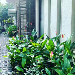 ogród zielonych roślin i kwiatów obok budynku w obiekcie Ochre Villa- Luxury property in Assagaon / Vagator w mieście Vagator