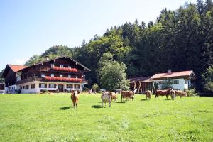 eine Gruppe von Kühen auf einem Feld vor einem Haus in der Unterkunft Bauernhof Ertlhof in Sachrang