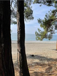a view of the beach from between two trees at Emili in Pizunda