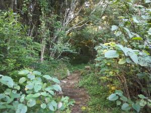 a dirt trail in the middle of a forest at KLIPINNIBOS Nature Farm in Schoemanskloof