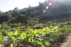 A garden outside Hotel a Ecogranxa